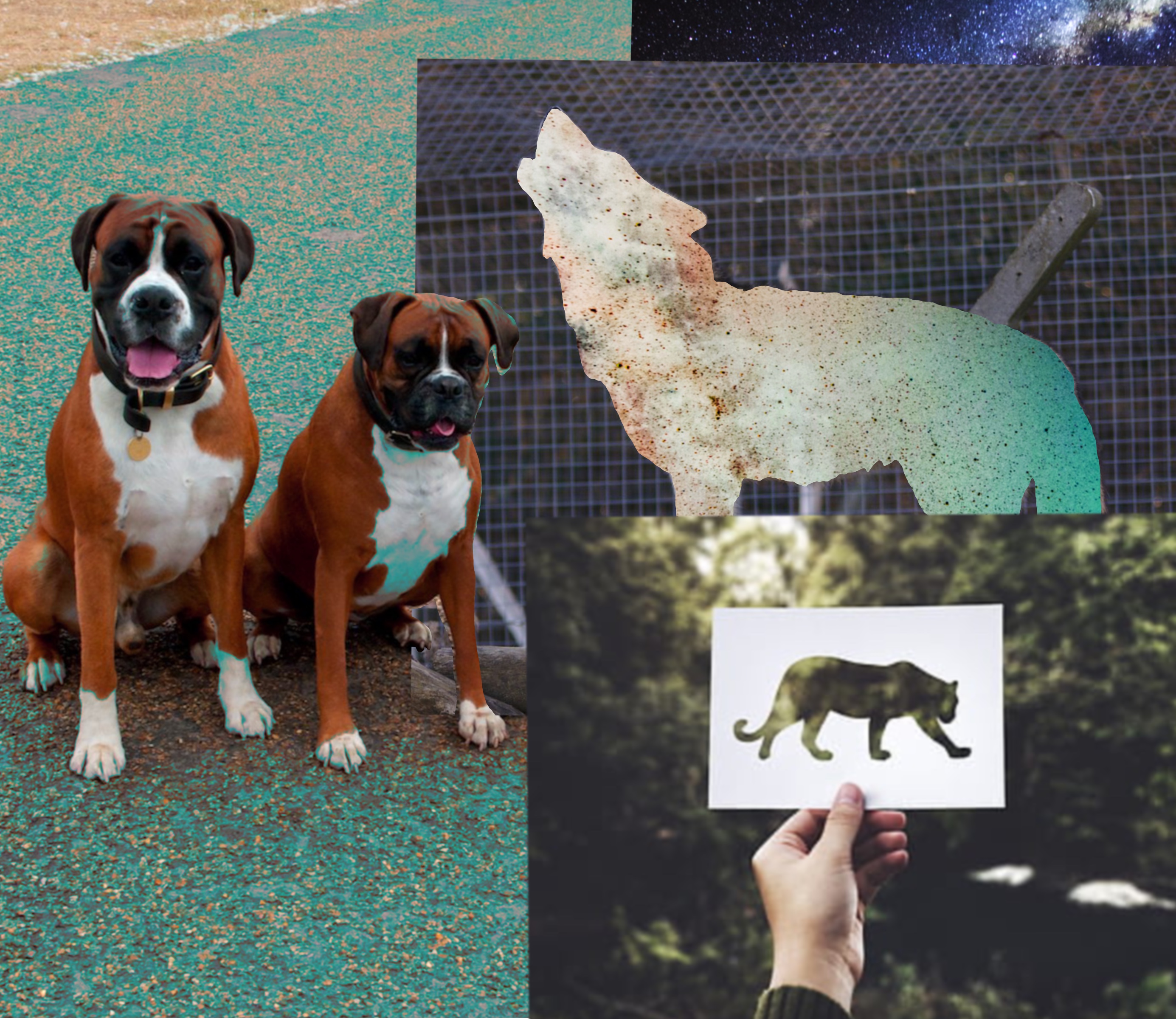 les chiens
