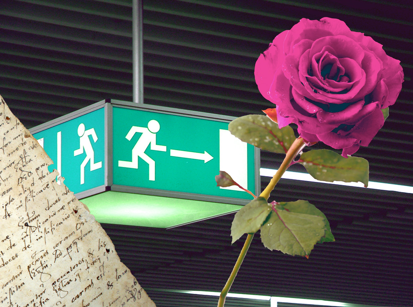 a recipe, a rose, and an exit sign
