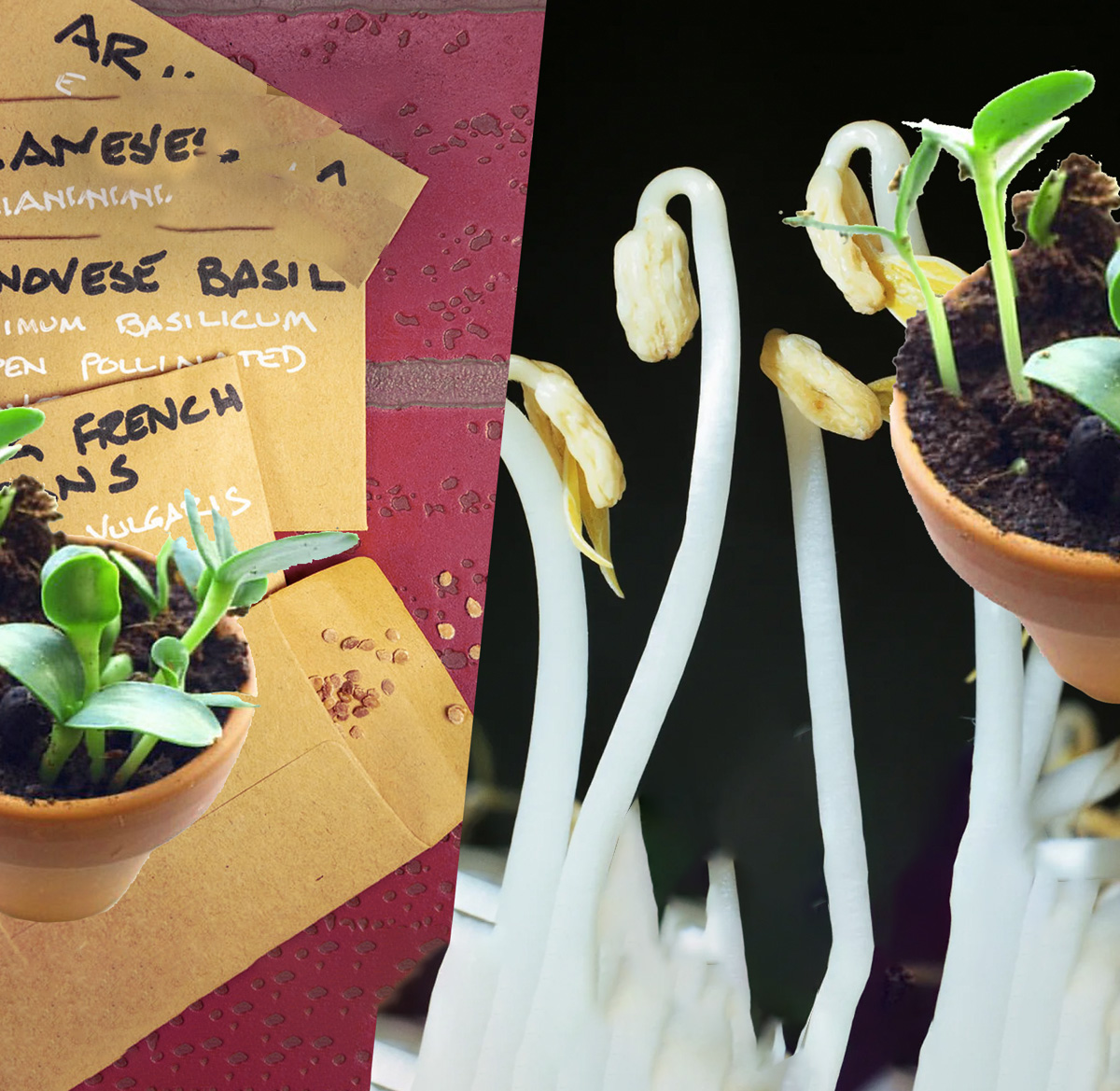 seedlings