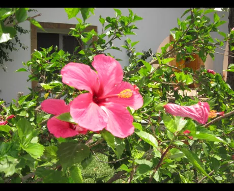 Fleurs d'Oumeyma