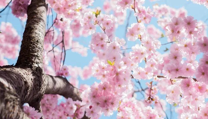What Kind of Spring Are You? 