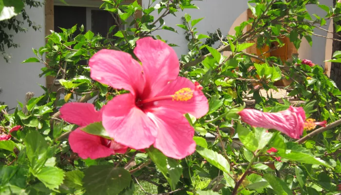 Fleurs d'Oumeyma