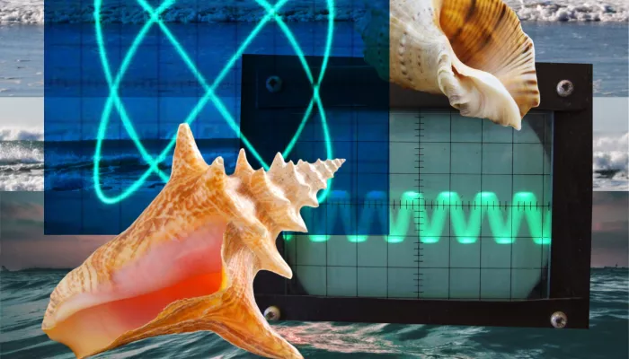 Picture of seashells and soundwaves